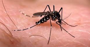 El virus Zika  llega a Latinoamérica