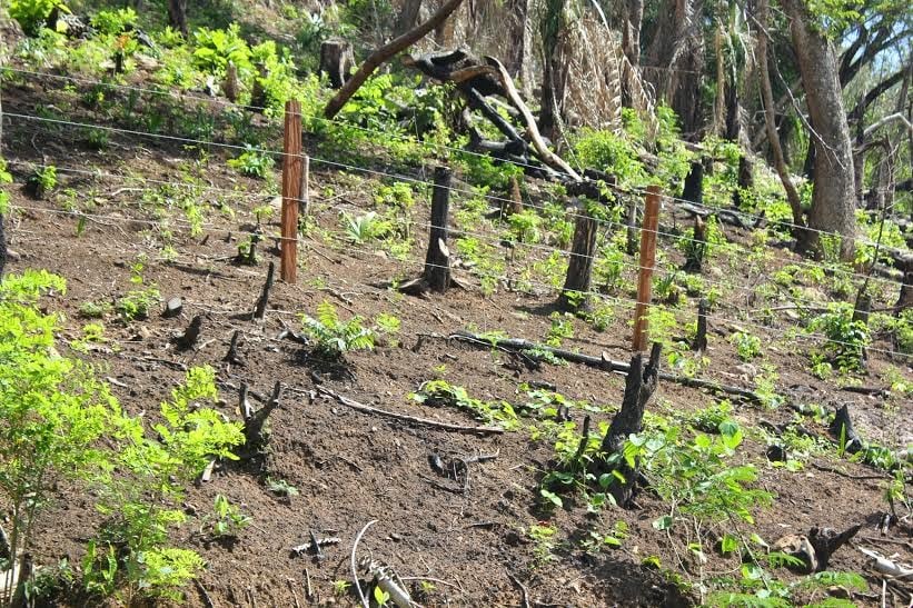 CUltivos de malanga causantes de la deforestación y sequías