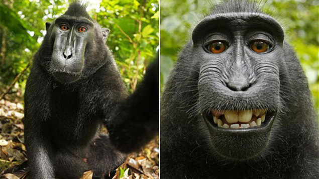 Selfie mono cresta negra