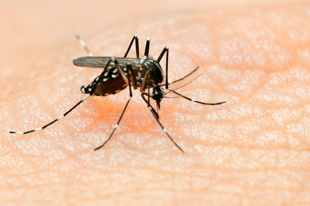 El A. Albopictus o mosquito tigre asiático, portador del virus Chikungunya