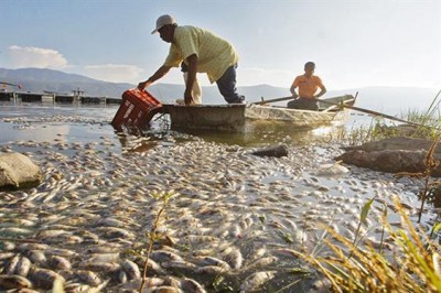 Toneladas de peces muertos en Jalisco