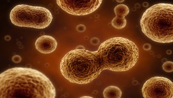 El virus M1 destruyó las células cancerosas de hígado, vejiga, colon y recto