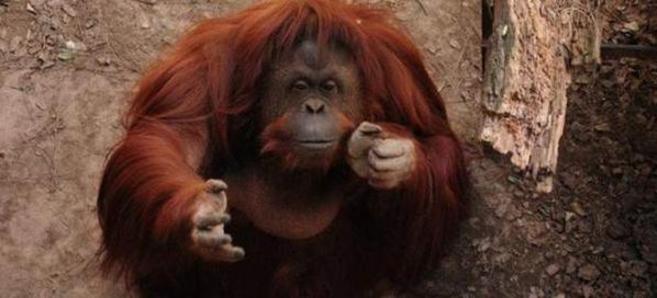 Sandra, la orangután del zoo de Buenos Aires