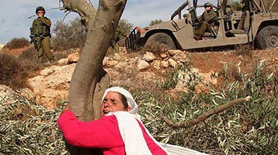 Mujer palestina se aferra al tronco de un árbol que pronto será borrado del mapa, como lentamente se borra la esperanza de todo un pueblo en vivir en paz y tranquilidad