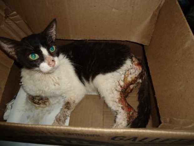 Este inocente gatito fue quemado salvajemente por personas crueles, actualmente está en recuperación r