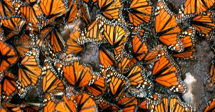 Monsanto atenta contra la mariposa Monarca