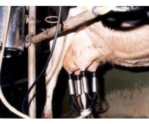Ordeño mecánico bovino (referencial)