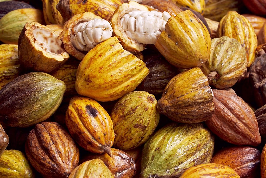 Cacao: rubro que puede generar divisas al país mediante su exportación