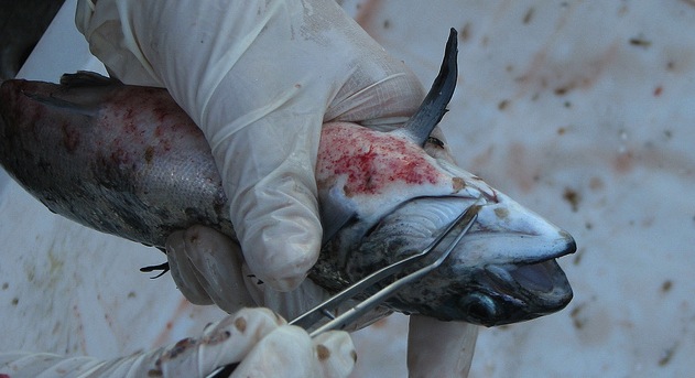Exceso de antibióticos en salmón que exporta Chile