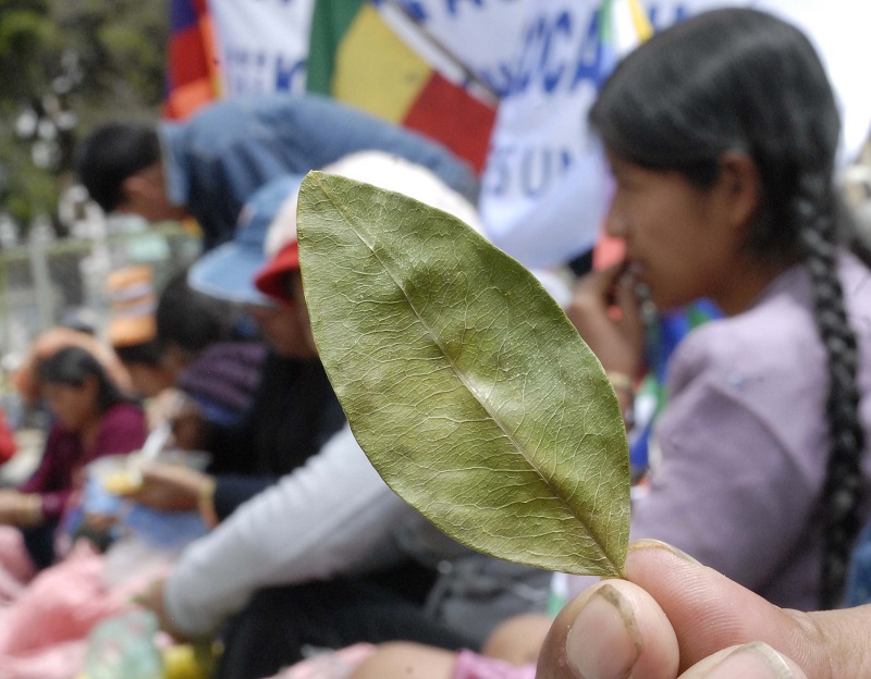 Bolivia El papa Francisco masticará la hoja de coca de los Yungas o