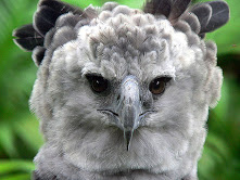 El águila harpía (Harpia harpyja): esta especie de ave se encuentra en peligro de extinción