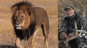 Cecil, el león mas imponente de Zimbabue, a la derecha su asesino, el dentista estadounidense Walter Palmer
