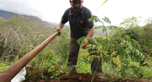 Plantación de moringa en Vargas