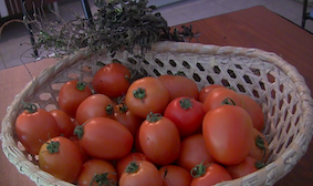 Tomates cultivados por la comunidad junto a la Fundación Tres Raíces, sin pesticidas, orgánicos. Los adquirimos a 100 Bs el kilo, en la calle sale el kilo a 490.