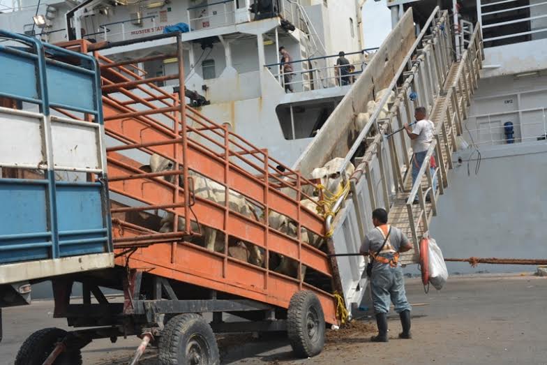 Ganado bovino es descargado del buque en Puerto Cabello
