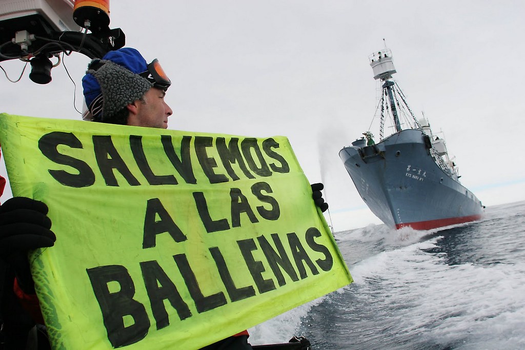 Movimientos protectores y defensores de los derechos de los animales se enfrentan a los japoneses cazadores de ballenas