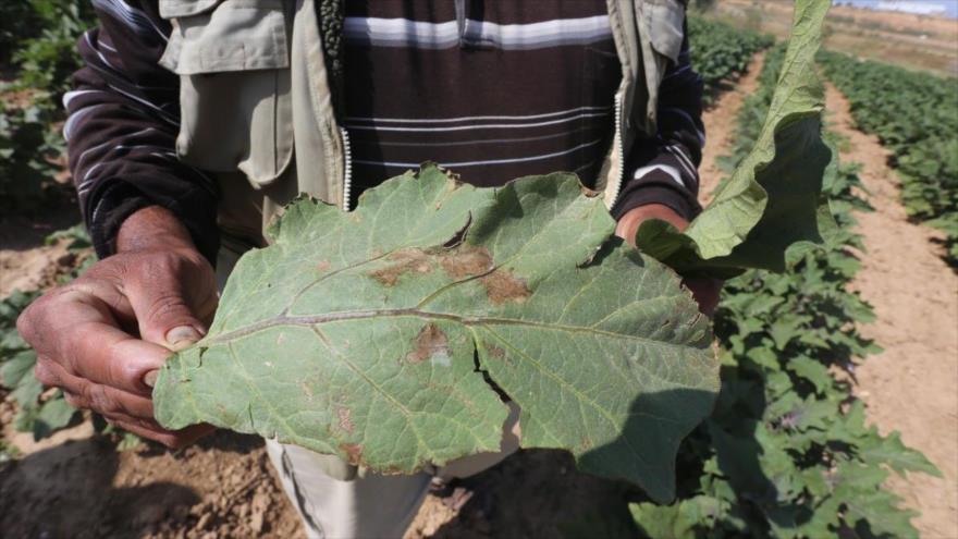 Un agricultor palestino muestra los daños provocados en su cosecha por el rocío de pesticidas tóxicas por el régimen de Israel, abril de 2015.