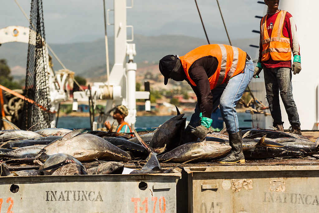 Desembarque de atún aleta amarilla llegado a Puerto Sucre, Cumaná