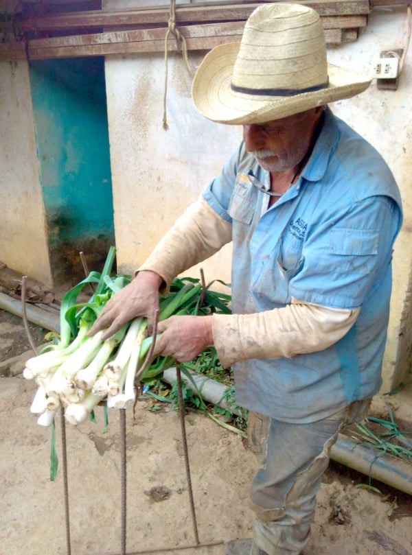 Unas 70 familias encargadas de la siembra de legumbres y verduras en el municipio Carache de Trujillo abastecen a 15 comunas del centro del país proveyéndolas de más de 300 toneladas cultivadas en apenas 24 hectáreas