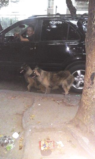 Un criminal abandono a estos dos pastores en Montalban 2. Estan asustaditos. Tiemblan de miedo. No quieren comer. Me gruño uno cuando me acerque a ponerle comida. Se esconden bajo los carros. No saben q hacer ni a donde ir.... se mantienen mas q todo en el lugar donde los abandonaron!!!!