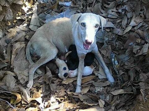 ESTA POBRE CACHORRITA NECESITA SER RESCATADA DIO A LUZ AYER A LAS 6 DE LA MAÑANA Y HA RECIBIDO MUCHOS RECHAZOS..