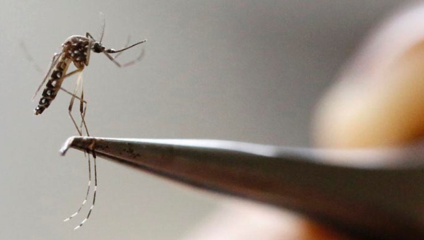 EL zika podría dañar el cerebro de los adultos