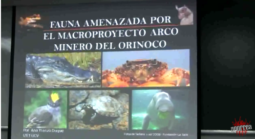 Fauna amenazada por el macroproyecto Arco Minero del Orinoco