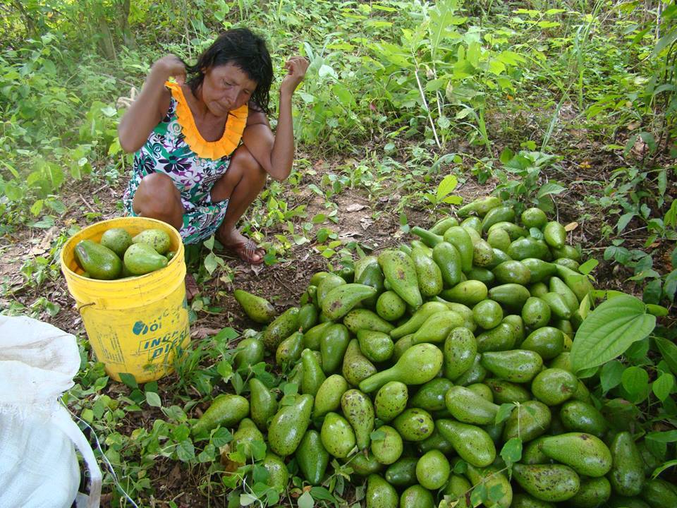 Lucía Martínez necesita, con urgencia, sacar la cosecha de aguacates de Chaktapa