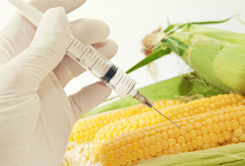 Se aprobó la importación y el consumo de dos variedades de maíz transgénico – de la Monsanto y de la Syngenta – que jamás fueron estudiadas en las condiciones brasileñas.
