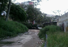 Árbol caído en Pro Patria, Caracas, que no hay quien lo remueva