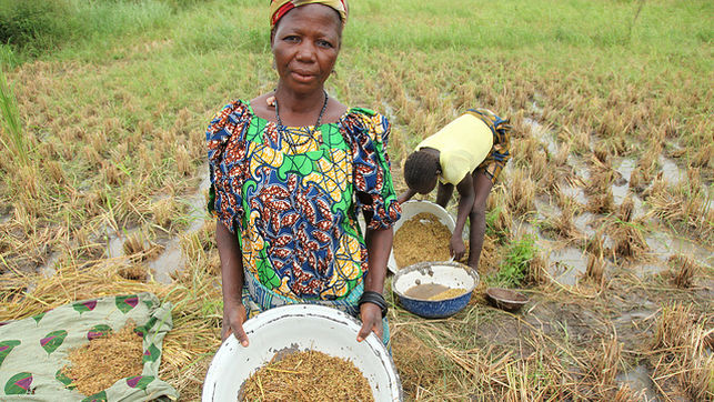 Dos mujeres recogen la producción de arroz en Wushishi, Nigeria