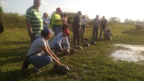 Con el propósito de preservar la fauna silvestre, este viernes fueron liberados dos venados caramerudos y 22 morrocoyes sabaneros en la Empresa Ganadera Socialista Agroecológica Bravos de Apure, ubicada en el municipio Muñoz, en el estado Apure