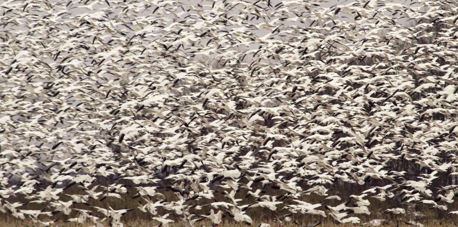 Los gansos blancos o de las nieves hacen su travesía desde Canada hasta el Sur, en busca de cálidas temperaturas
