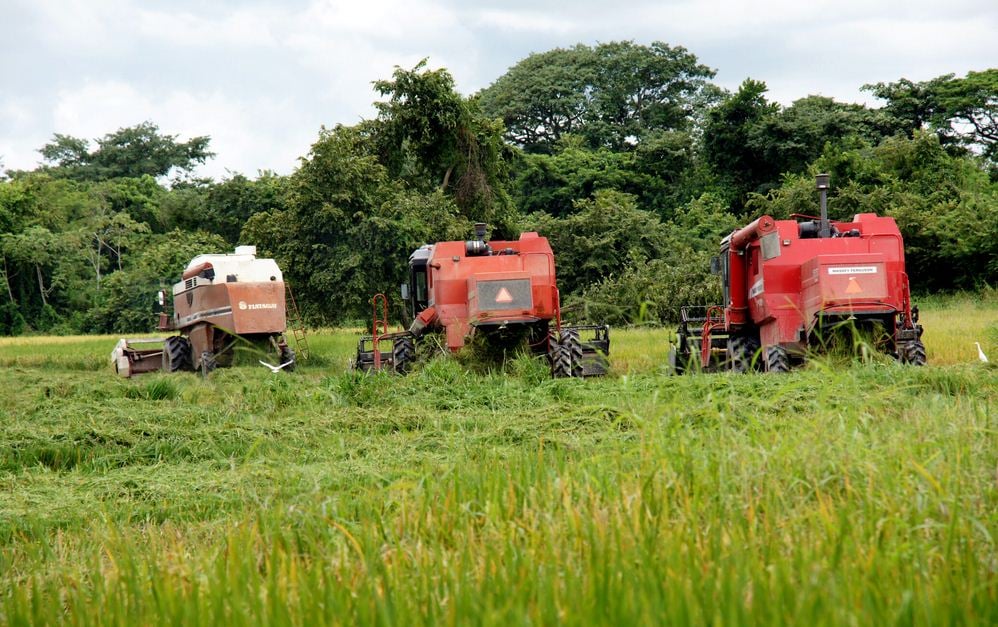 Se están preparando 2 mil hectáreas con labores de tierra y nivelación del terreno para la propagación de semillas de arroz