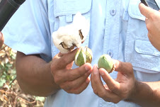 Primera cosecha de algodón en Táchira, después de 30 años