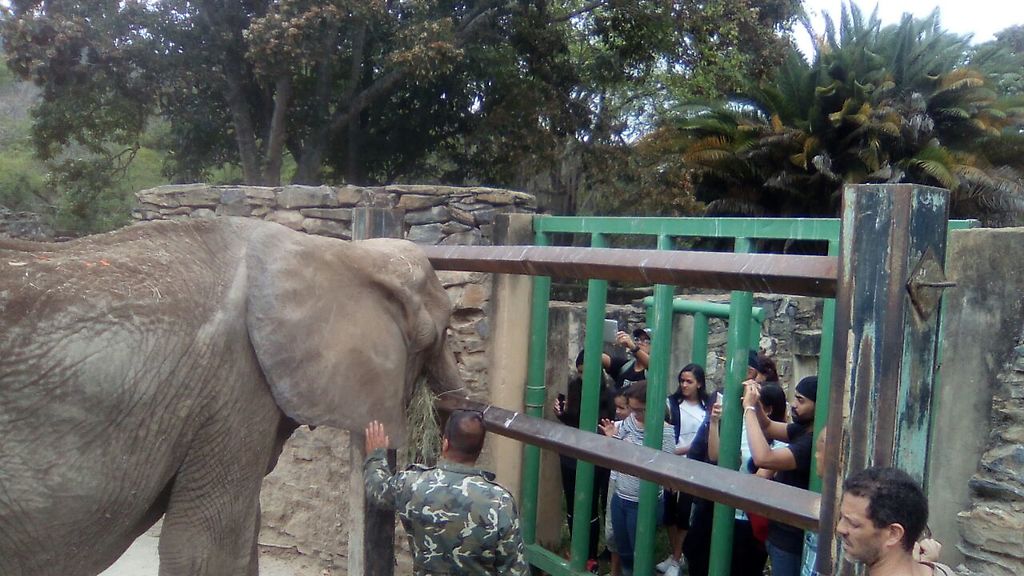 La elefante Ruperta visita por la comunidad y grupos ambientalistas de Caricuao