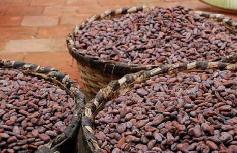 Durante la jornada se disertó sobre el manejo de las enfermedades en viveros de cacao