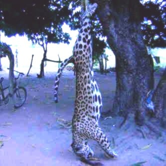 El tigre o jaguar criollo a punto de desaparecer de nuestra geografía por caza irresponsable