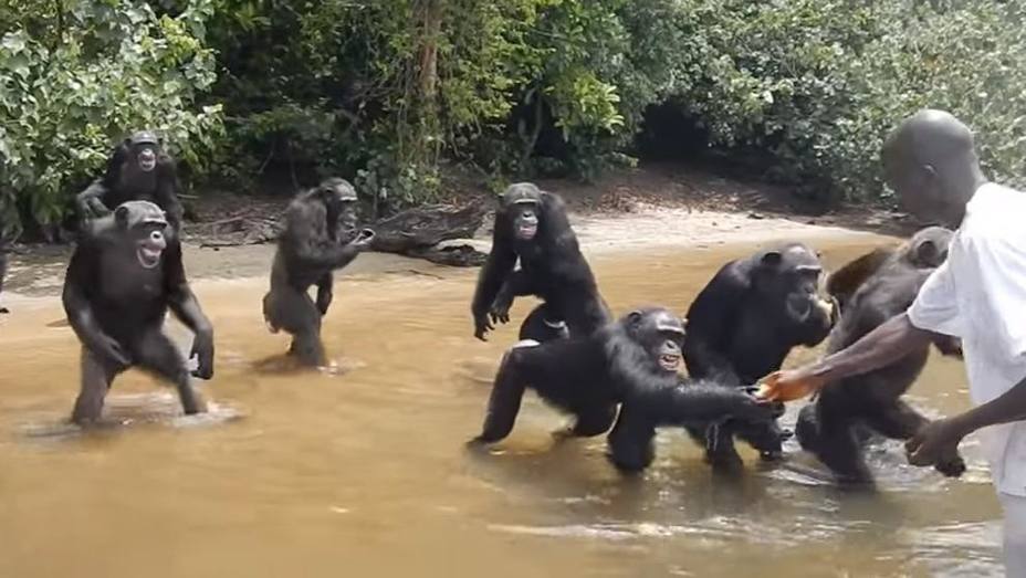 Chimpancés logran ayuda humanitaria