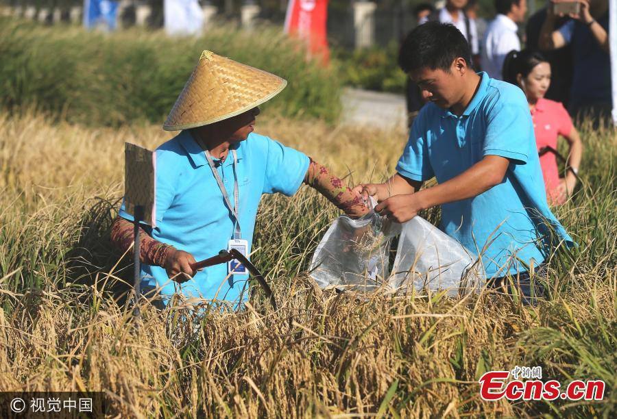 El cultivo del nuevo arroz híbrido podría alimentar a más de 200 millones de personas.