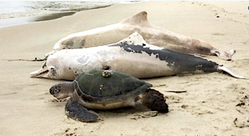 Delfines muertos en playas Río de Janeiro