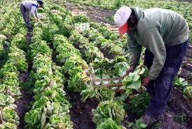 cultivo de hortalizas en Venezuela