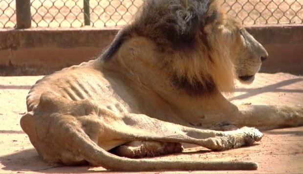 El "Rey de la selva" se encuentra hasta los huesos en el zoológico de Zulia
