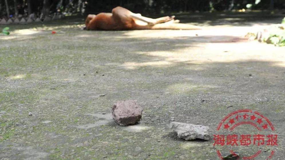 El canguro muerto en el zoo de China