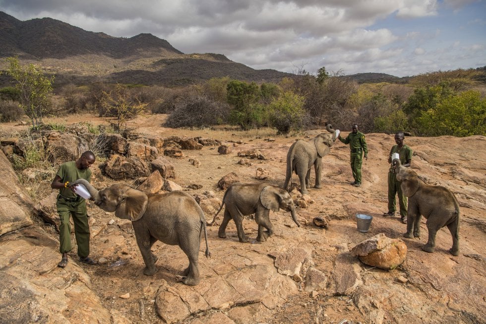 Imagen captada por la fotógrafa Ami Vitale, ganadora del primer premio de la categoría 'Nature - Stories'. La foto muestra a un grupo de trabajadores alimentando elefantes bebés en el Santuario Reteti Elephant, en el norte de Kenia, el 11 de febrero de 2017. 