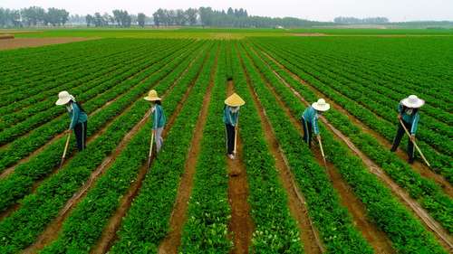  Alumnos de una escuela primaria trabajan en campos de la provincia de Hebei, China. Productos agrícolas enfrentan la siguiente fase de las guerra de aranceles con EU. 