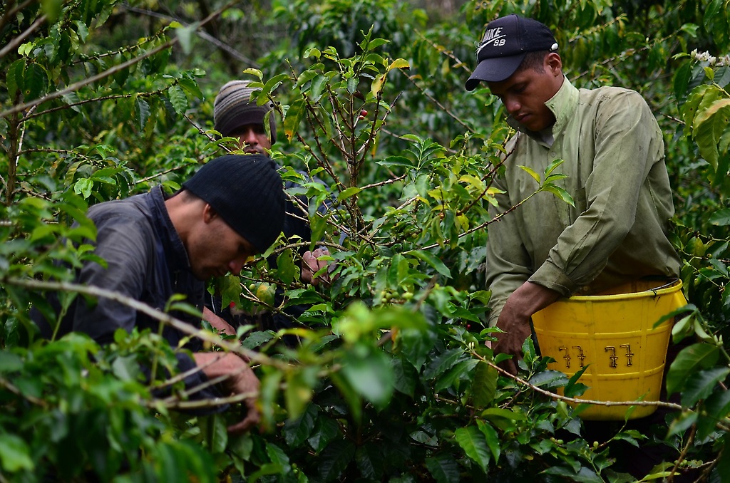 Venezolanos, los nuevos recolectores de café en el sur del Tolima  | La migración venezolana no solo se siente en ciudades como Bogotá, sino que también se refleja en las fincas cafeteras.