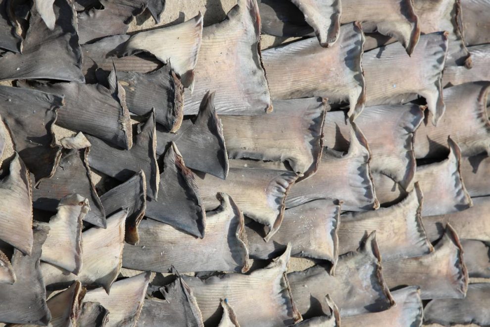 Crimen: sacrifican a tiburones para un mercado de consumo fútil de aletas