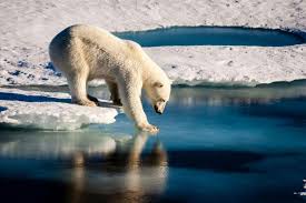 Círculo Polar Ártico, habitat del Oso Polar