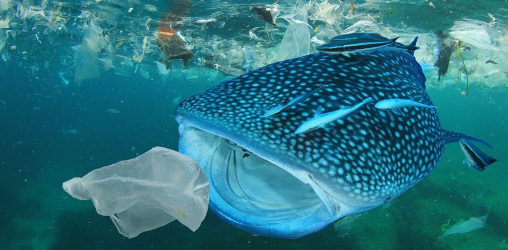 Estamos consumiendo pescado con plástico